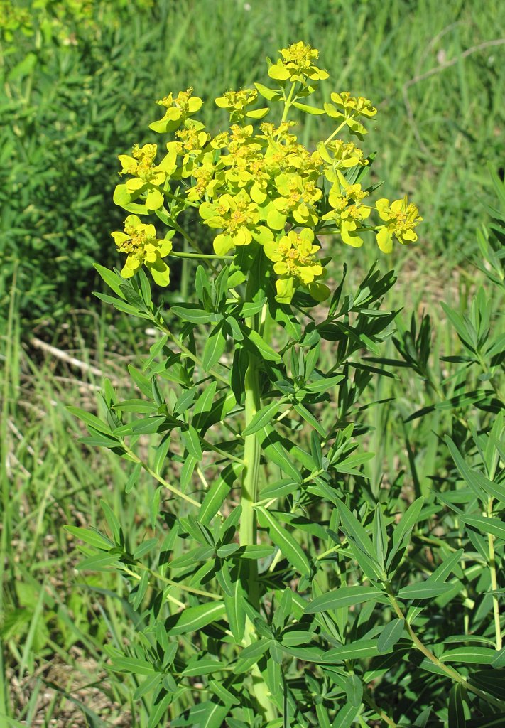 Euphorbia palustris